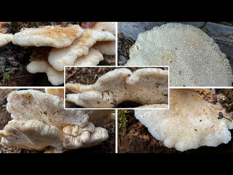 Pilzportrait - Nördlicher Porling, Nordischer Schwammporling | Climacocystis borealis