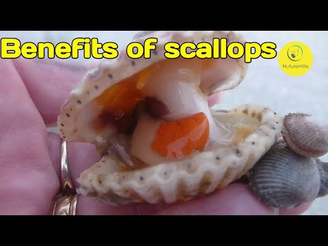 , title : 'The top benefits, nutritional values, Uses and storage of Scallops