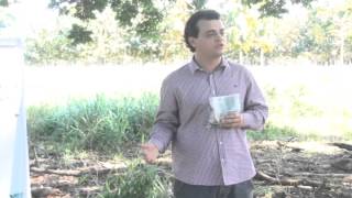 Controle e Monitoramento de formigas e cupins em sistemas ILPF - Ronaldo Maran
