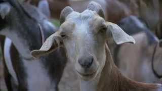 North Carolina Goat Farm - America&#39;s Heartland