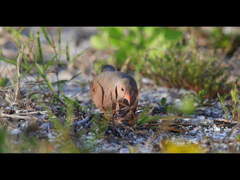 Common Ground-Dove foraging