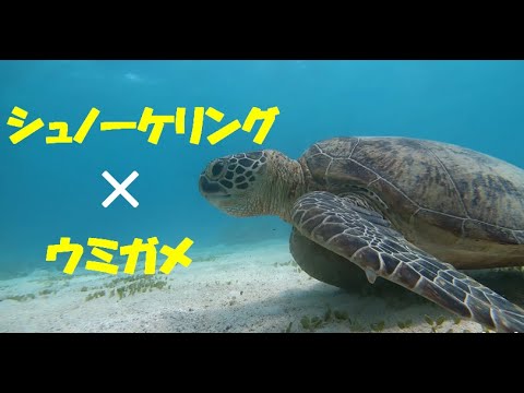 【ヨロン島紹介】ウミガメ1