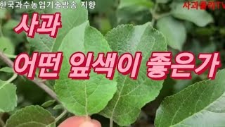 사과 6월 하순 주요 사항 점검   korea good apple
