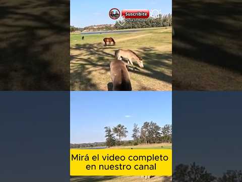 🐴EMBALSE. Un lugar sacado de un cuadro. Calamuchita. Córdoba. #travelshorts #calamuchita #cordoba