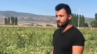 Seydişehir K an Kırmızı Karpuzu Dünyaya İhraç ediliyor.