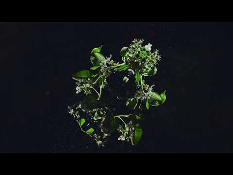 The Micronaut - Prism  [Official Video]