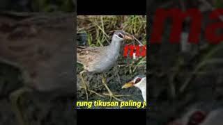 Download lagu suara pikat burung tikusan.mantap mp3