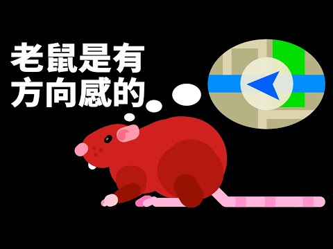 看到老鼠代表什麼