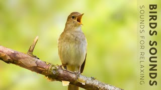 24 Hours of Birds Singing (No Music) - Relaxing Bird Sounds, Nature Sounds to Fall Asleep Quickly