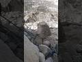 Big Stone Fallen Mountain Stone Falling Don Don