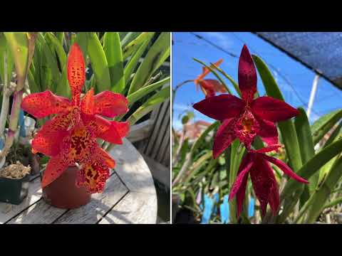 Bc. Richard Mueller Color Changing Flowers