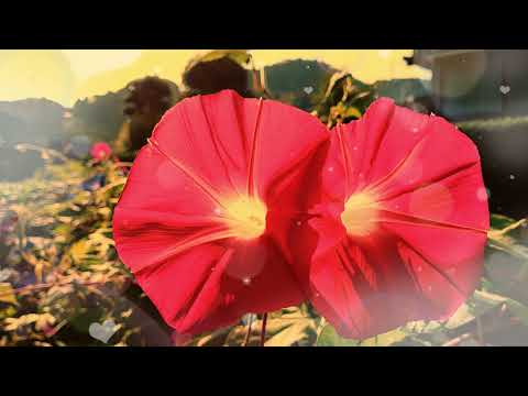 SEPTEMBER CERIA - VINA PANDUWINATA + LIRIK