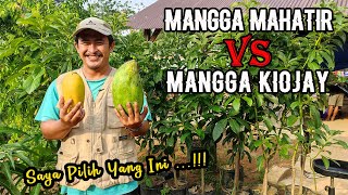 Download lagu Mangga Mahatir vs Mangga Kiojay | Rasa Mangga Jumbo | mp3