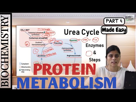 Biochemistry | Protein Metabolism | Urea Cycle | Made Easy by Dr. Apeksha Niraula | BPKIHS | Part 4