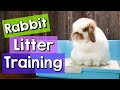 8 Rabbit Litter Training Tips BEST Litter Boxes