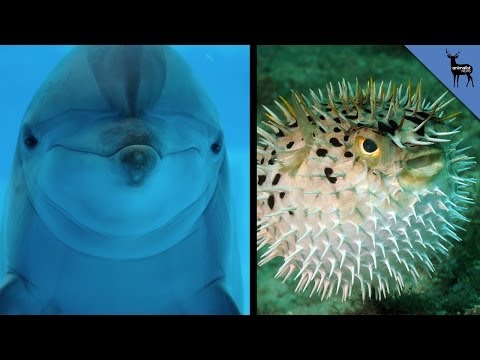 Dolphins Chew On Pufferfish To Get High