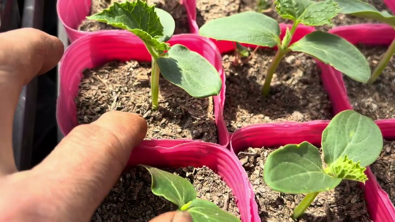 【野菜苗】どうしたら素晴らしいきゅうり苗ができるか！