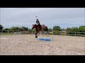 Gelding Selle Français For sale 2017 Bay