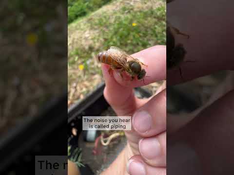 Listen to this Queen bee make a noise called piping