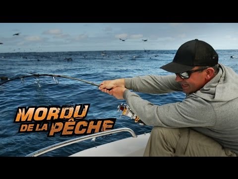 comment soulager morsure d'araignée