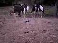 Horse's Vs black snake. 