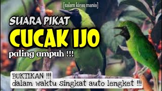 Download lagu Suara Pikat Cucak Ijo Ampuh Jitu || Suara Asli Cucak Ijo || Anti Zonk mp3 Download lagu Suara Pikat Cucak Ijo Ampuh Jitu || Suara Asli Cucak Ijo || Anti Zonk mp3