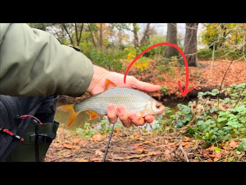 Finding Lots Of Roach In This Tiny River!