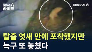 탈출 엿새 만에 포착했지만…늑구 또 놓쳤다 / 채널A / 뉴스A 라이브