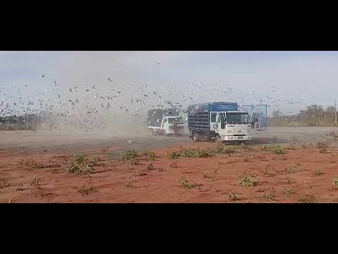 Grande solta de Engenheiro Navarro - MG!