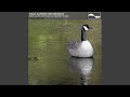 Part 10, Canada Geese Mating Call