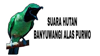 Download lagu ASLI!!! Suara cucak ijo banyuwangi alas purwo mp3