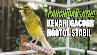 Download lagu SUARA BURUNG Kenari GACOR PANJANG INI Cocok untuk Masteran KENARI PAUD dan Kenari Macet BUNYI ! mp3