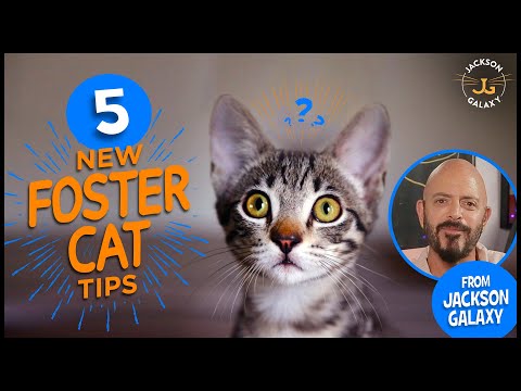 5 Tips for your New Foster Cat