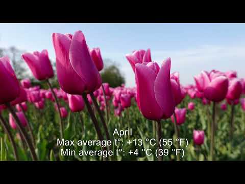 What was the climate like in New Holland?