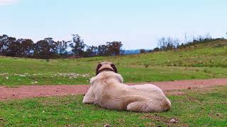 VETERAN KANGAL AT WORK IN AUSTRALIA