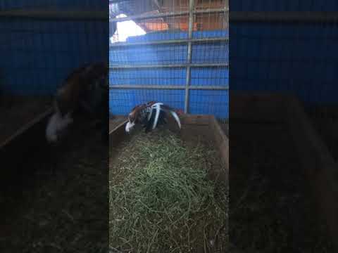 Bruce Barnett Sweater