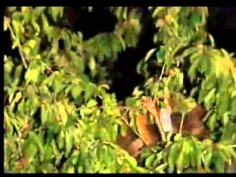 ONDA TG 31.07.2013 - AVVISTAMENTO DI UN ORSO A FRATTURA