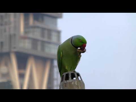 Parrot eating raw groundnuts