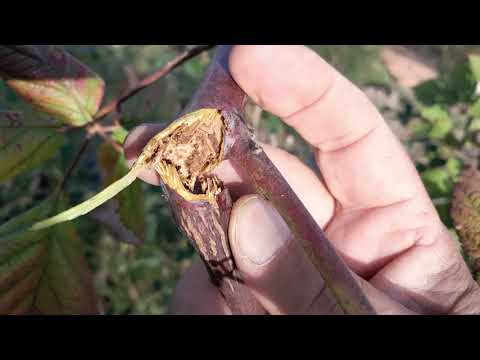 Kako orezati, pođubriti i pripremiti kupine za prezimljavanje