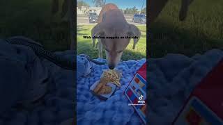 Video preview image #1 Labrador Retriever-Unknown Mix Puppy For Sale in El Centro, CA, USA