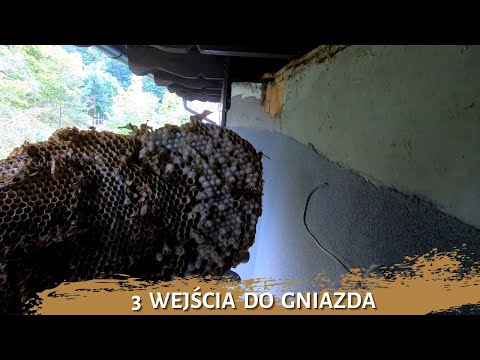 3 wejścia do gniazda - usuwanie gniazda szerszeni