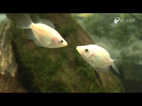 Helostoma temminkiiについて詳しく解説