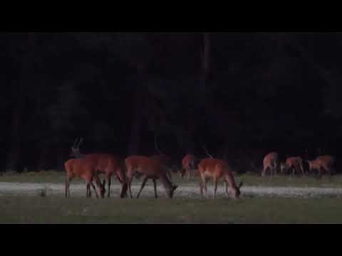 Hirschbrunft der Rothirsche