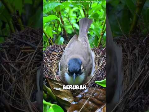 💔🌧️ pengorbanan sang induk… lindungi anak di hujan deras tapi tak ada yang peduli 😢🐦#shortsvideo