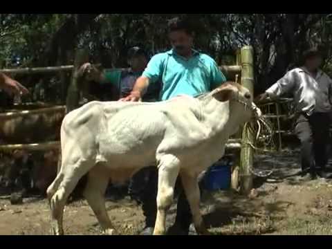 Resumen Ferias y Fiestas 2014 Huellas Patiamarillas Emisión 26 de octubre 3a Parte