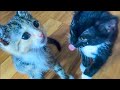 A Peek At Our Current Foster Kittens June 2020