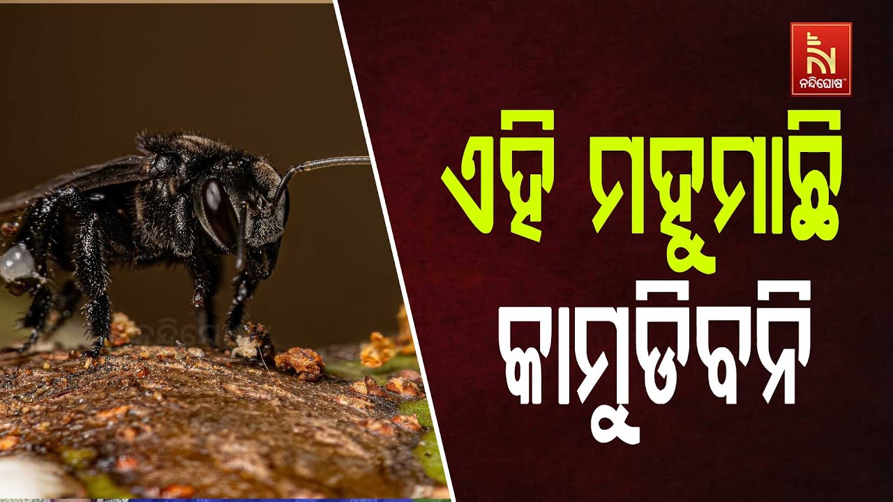 ଏହି ମହୁମାଛି କାମୁଡେ ନାହିଁ, ଏହାର ମହୁରେ ଭରି ରହିଛି ଅନେକ ଔ?