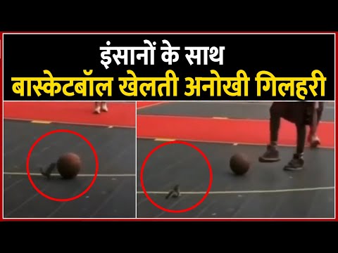 Pooja Agnihotri Viral Video : Squirrel playing Basketball 