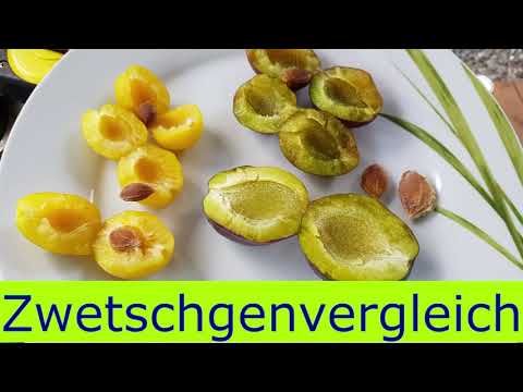 Zwetschge Grössenvergleich  Welche Zwetschge ist die größte?