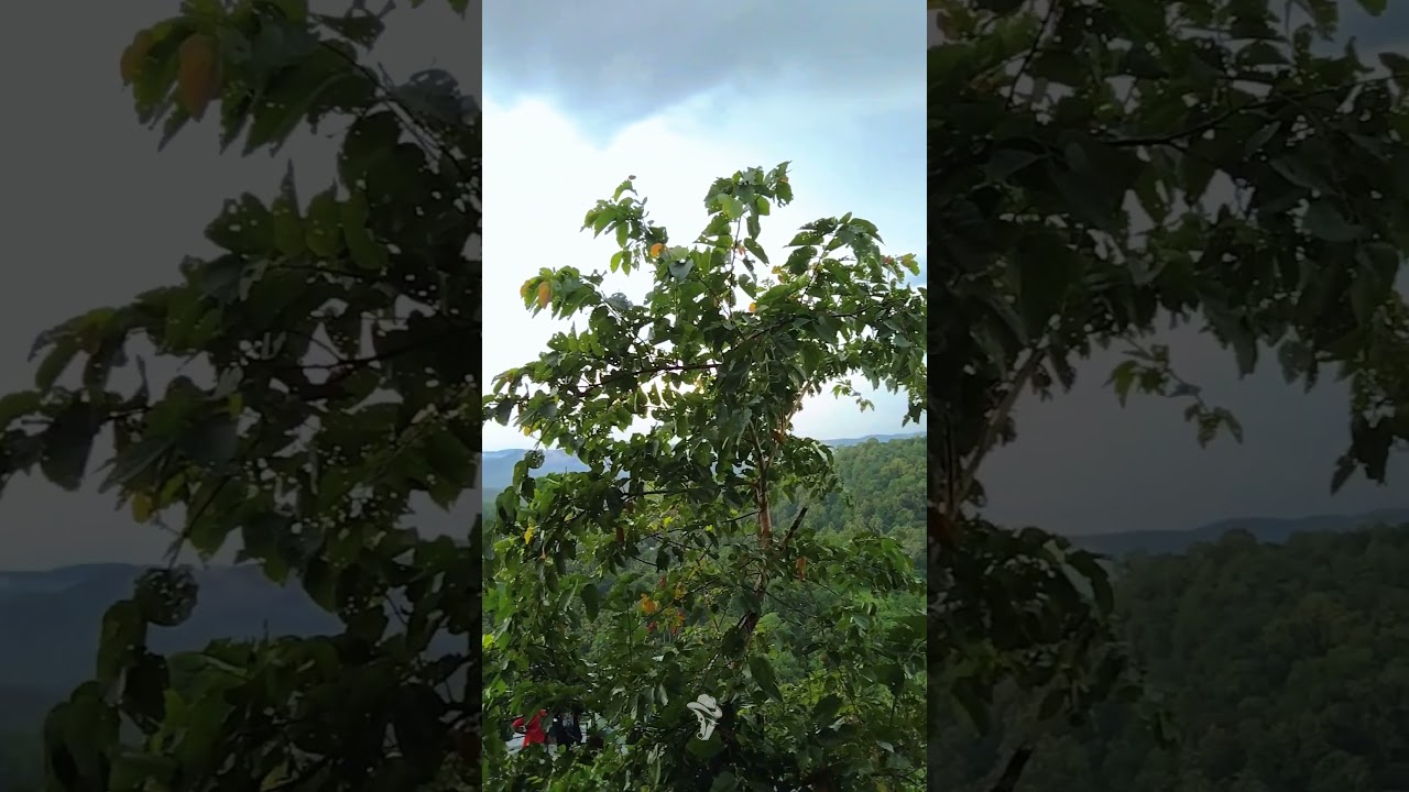 YouTube Short thumbnail